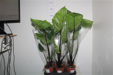 Горшечные цветы и растения оптом Aloc Black Stem от 6шт (для телеги) из Голландии с доставкой по России