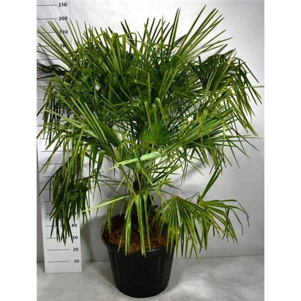 Горшечные цветы и растения оптом Trachycarpus Fortunei от 1шт из Голландии с доставкой по России