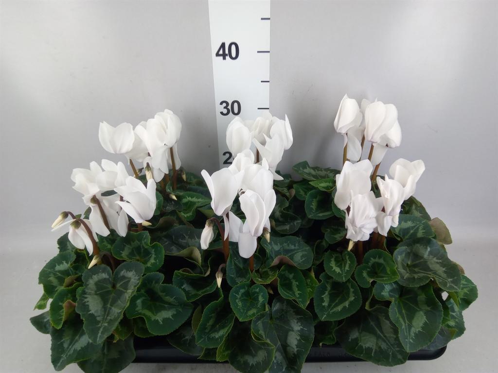 Горшечные цветы и растения оптом Cyclamen Gr mammoth от 6шт (для телеги) из Голландии с доставкой по России