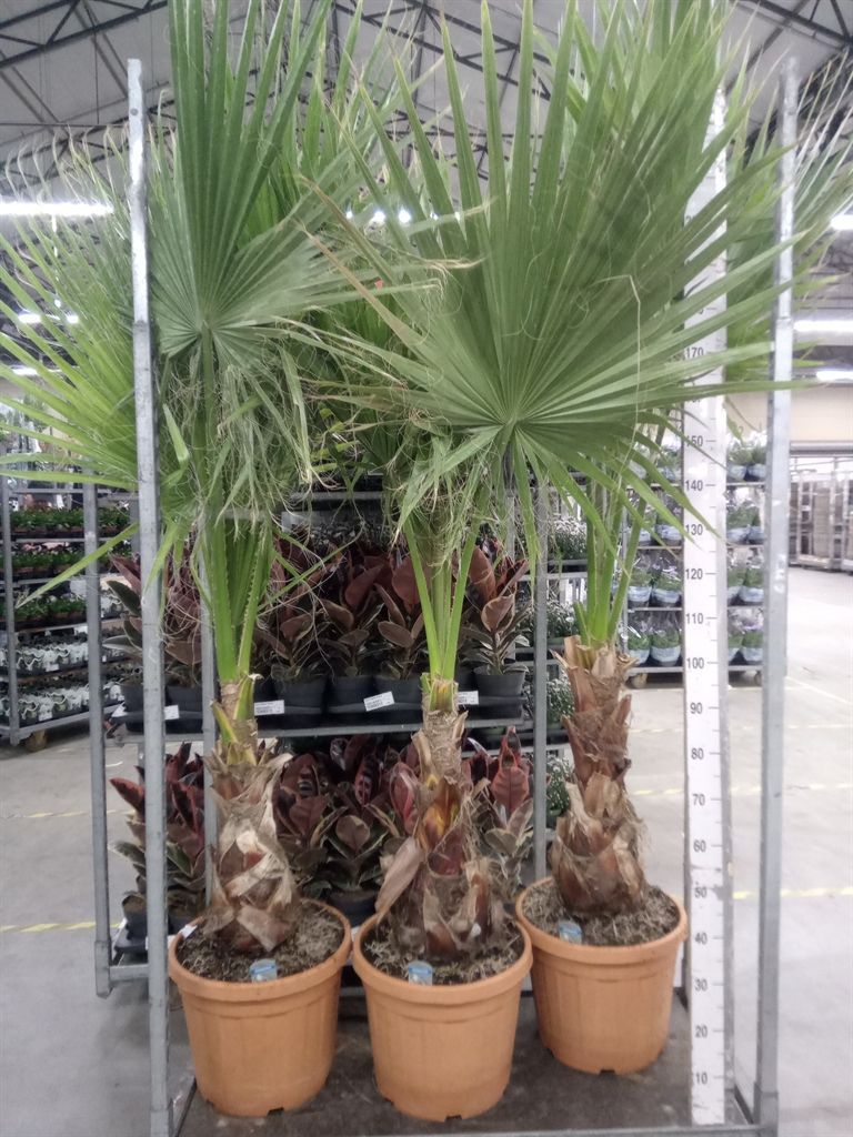 Горшечные цветы и растения оптом Washingtonia Filifera от 1шт из Голландии с доставкой по России