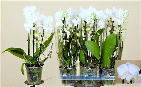 Горшечные цветы и растения оптом Phal El Cascade 2 Branches 18+ от 6шт из Голландии с доставкой по России