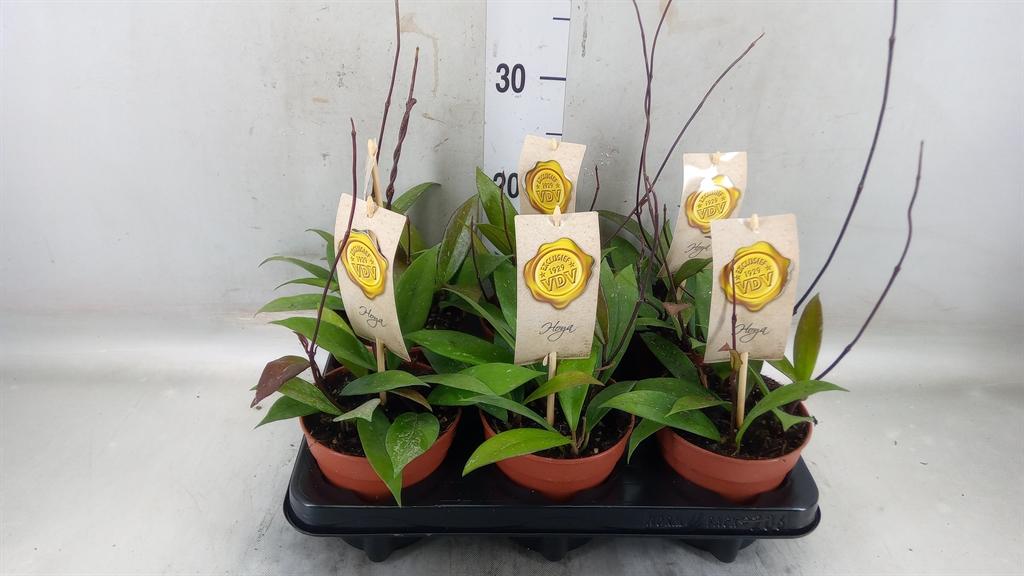 Горшечные цветы и растения оптом Hoya Carnosa от 6шт из Голландии с доставкой по России