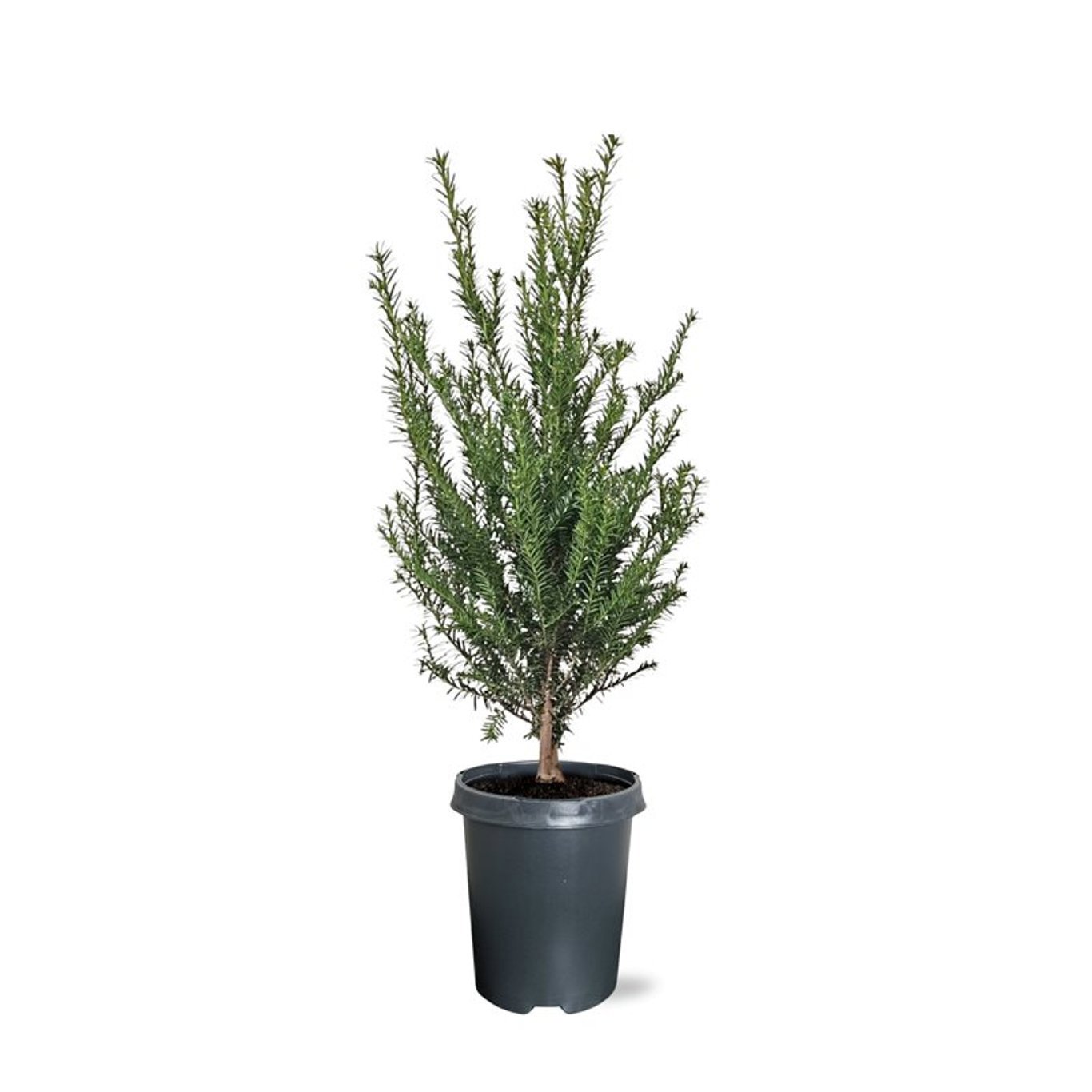 Горшечные цветы и растения оптом Taxus Baccata Bush от 1шт из Голландии с доставкой по России