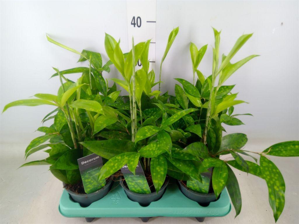 Горшечные цветы и растения оптом Dracaena Surculosa от 6шт из Голландии с доставкой по России