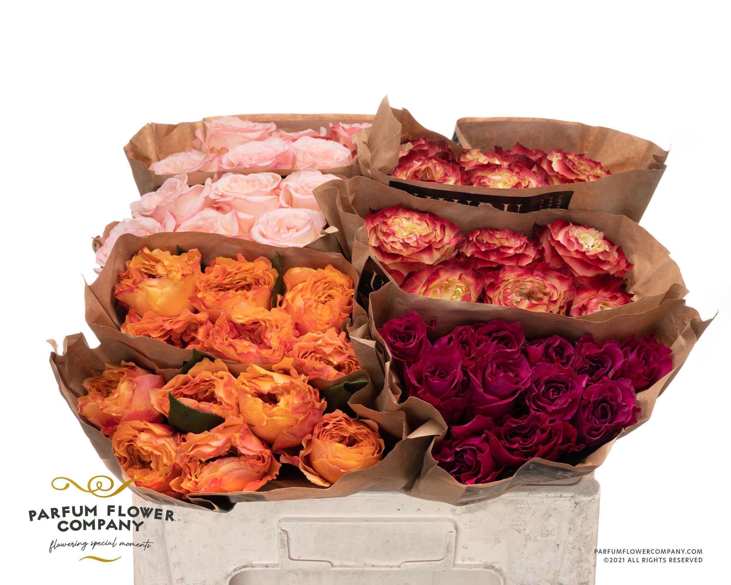 Срезанные цветы оптом Rosa garden mix Uhuru от 48шт из Голландии с доставкой по России