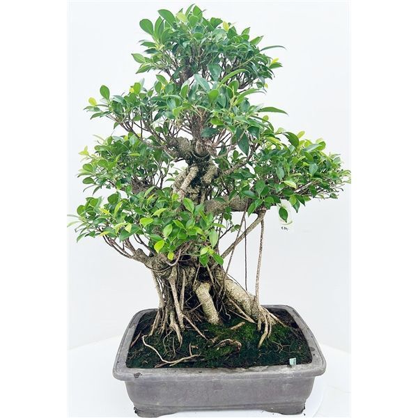 Горшечные цветы и растения оптом Bonsai Ficus Retusa, Pot 45cm. ( Height 80cm. Sing от 1шт из Голландии с доставкой по России