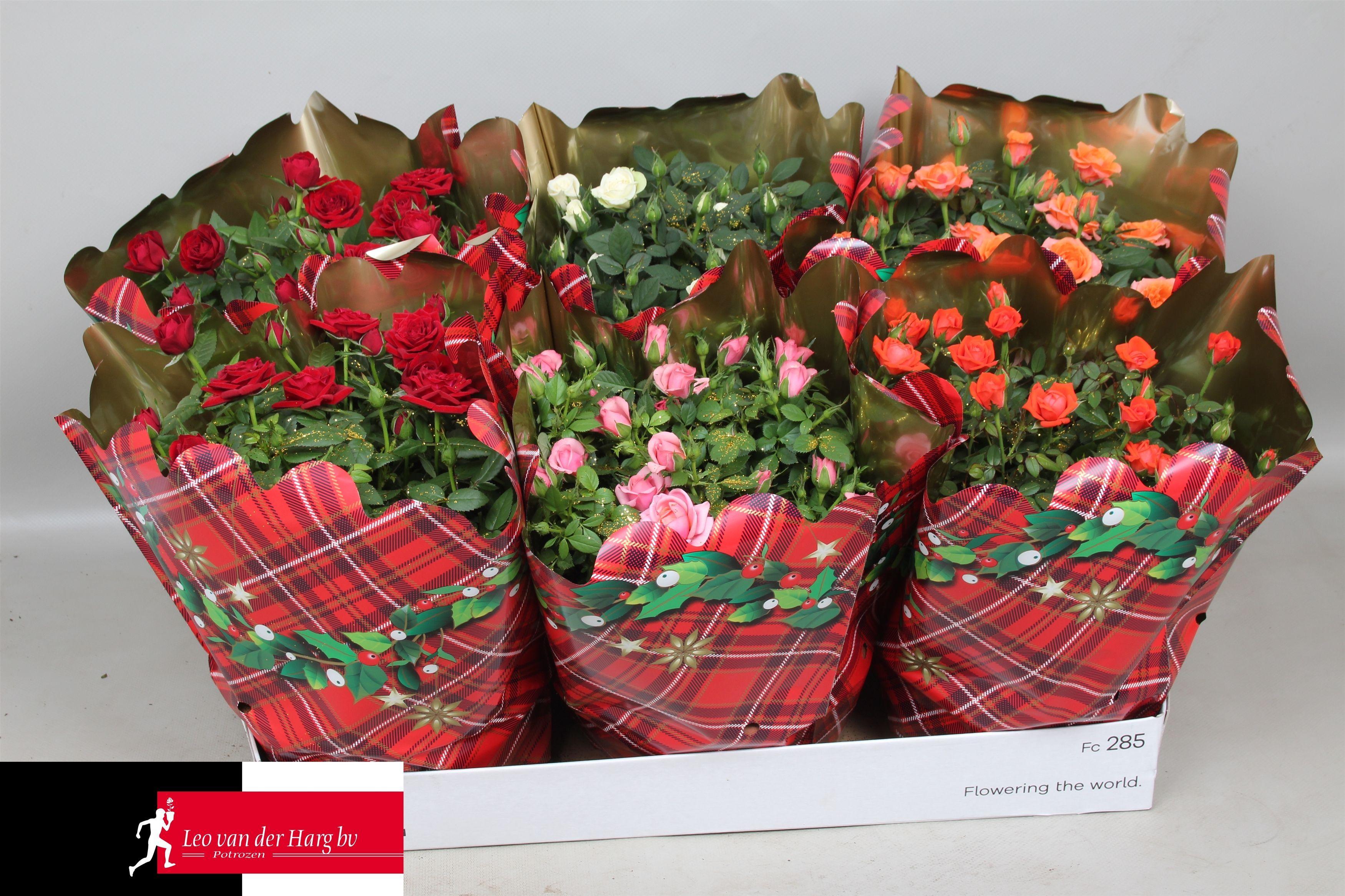 Горшечные цветы и растения оптом Rosa Kordana Mix от 6шт из Голландии с доставкой по России