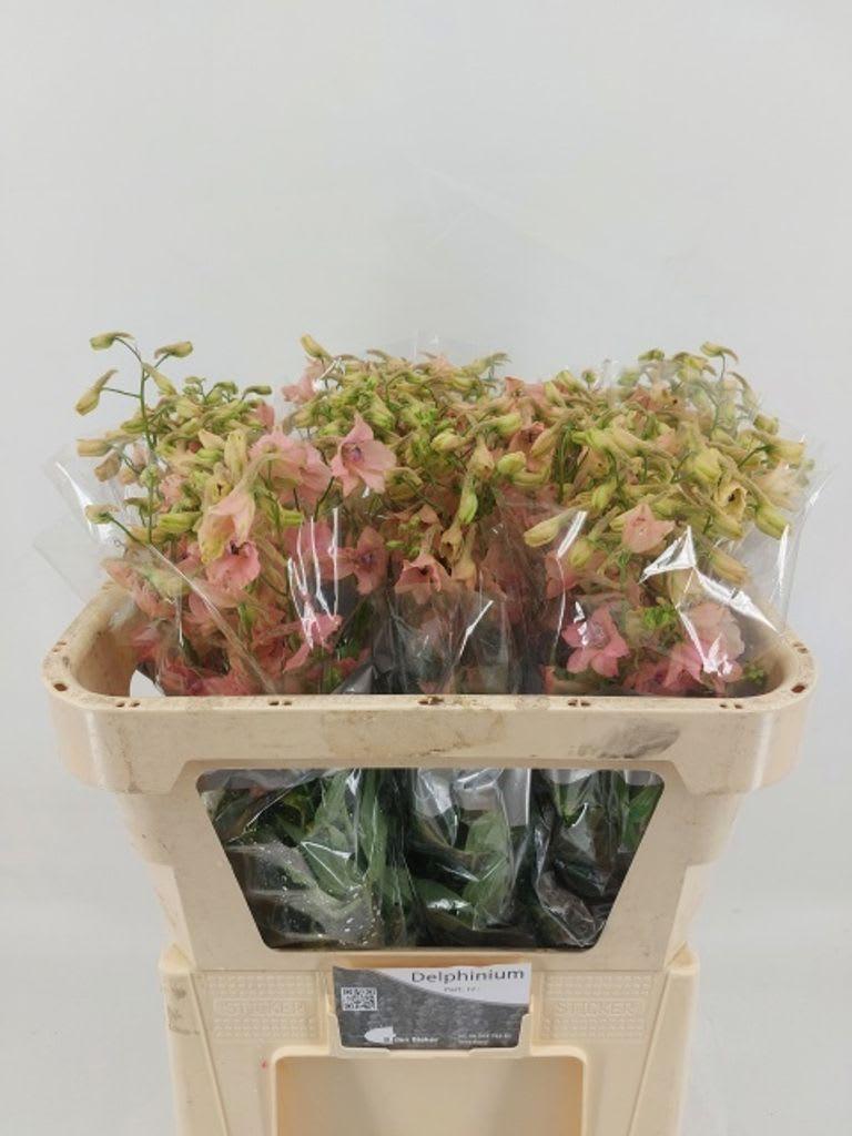 Срезанные цветы оптом Delphinium si pink sensation от 60шт из Голландии с доставкой по России