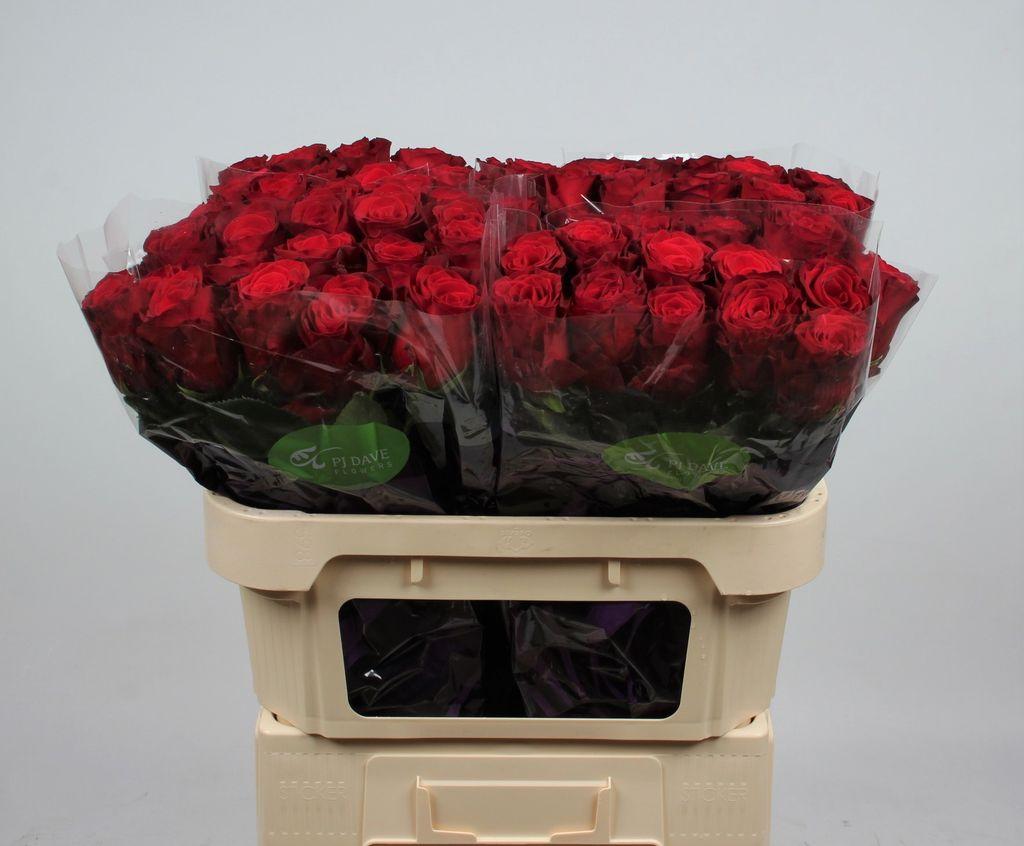 Срезанные цветы оптом Rosa large rhodos от 80шт из Голландии с доставкой по России