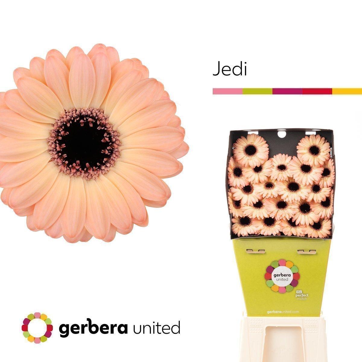 Срезанные цветы оптом Germini diamond jedi от 20шт из Голландии с доставкой по России