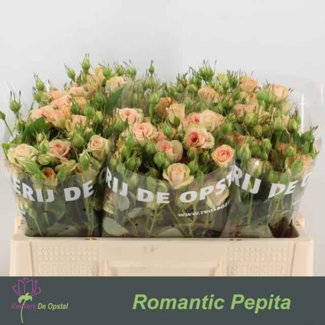 Срезанные цветы оптом Rosa sp romantic pepita от 50шт из Голландии с доставкой по России