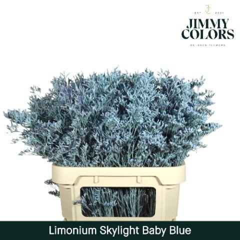 Срезанные цветы оптом Limonium paint blue light от 75шт из Голландии с доставкой по России