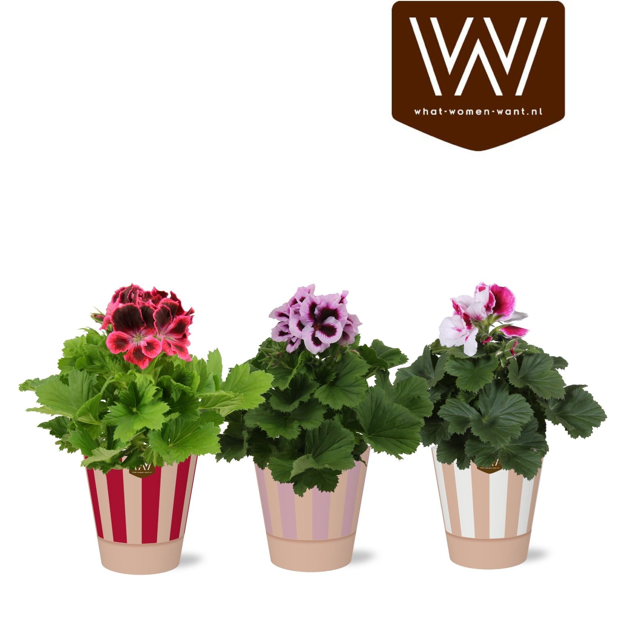 Горшечные цветы и растения оптом Pel Gr Gem от 6шт' из Голландии с доставкой по России