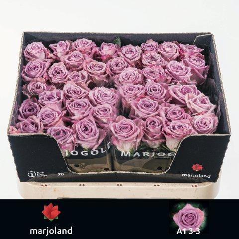 Срезанные цветы оптом Rosa large nayeli! от 50шт из Голландии с доставкой по России