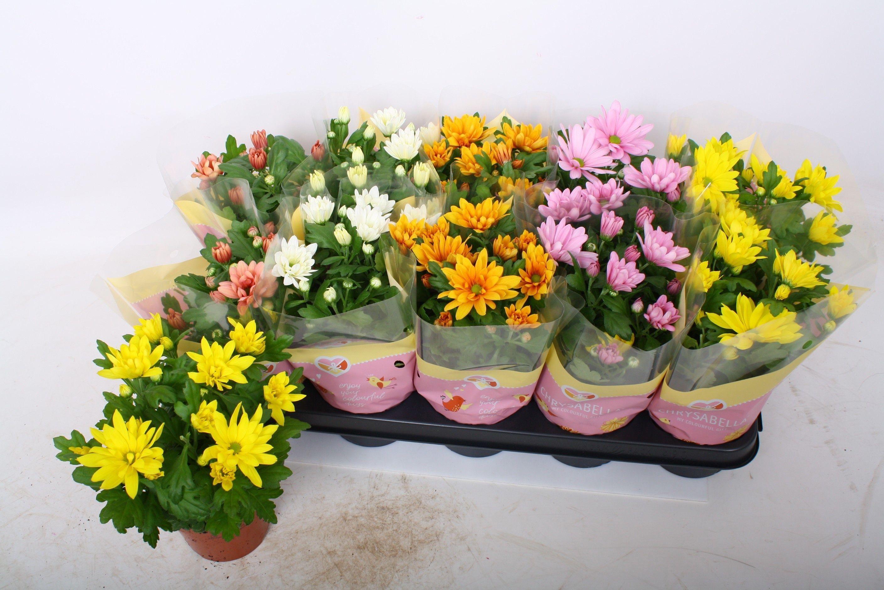 Горшечные цветы и растения оптом Chrys Gem 7 Kl от 10шт из Голландии с доставкой по России