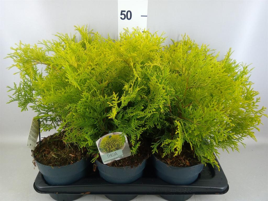 Горшечные цветы и растения оптом Thuja Occid. golden Globe от 6шт из Голландии с доставкой по России