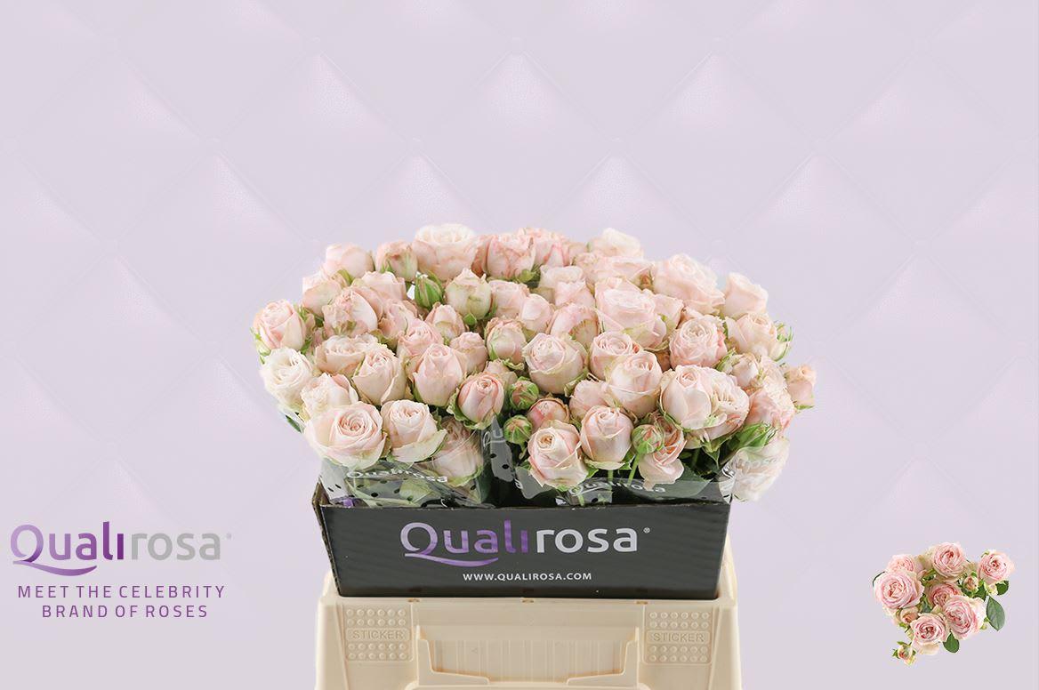 Срезанные цветы оптом Rosa spray bombastic от 40шт из Голландии с доставкой по России