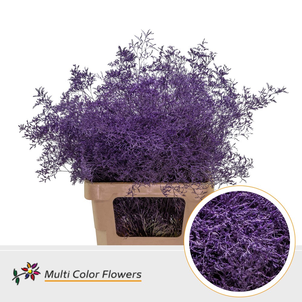 Срезанные цветы оптом Limonium beltlaard paint lila dark от 25шт из Голландии с доставкой по России
