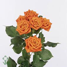 Срезанные цветы оптом Rosa spray babe от 60шт из Голландии с доставкой по России