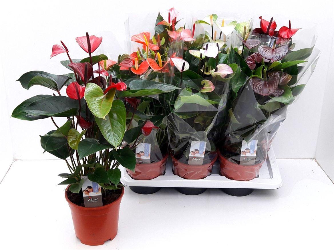 Горшечные цветы и растения оптом Anth An Exclusive Mix 5+ от 6шт из Голландии с доставкой по России