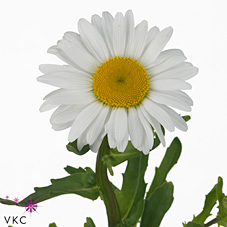 Срезанные цветы оптом Leucanthemum rhine view от 100шт из Голландии с доставкой по России