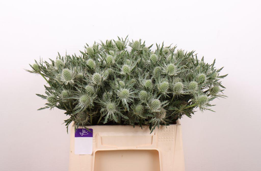 Срезанные цветы оптом Eryngium gemini questar от 60шт из Голландии с доставкой по России