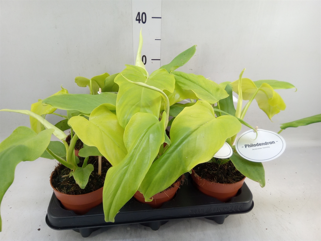 Горшечные цветы и растения оптом Philodendron   ... от 6шт' из Голландии с доставкой по России