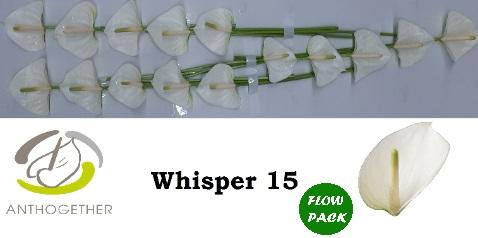 Срезанные цветы оптом Anthurium whisper от 15шт из Голландии с доставкой по России