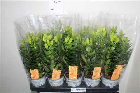 Горшечные цветы и растения оптом Lil As Gem 3 Branche от 10шт из Голландии с доставкой по России