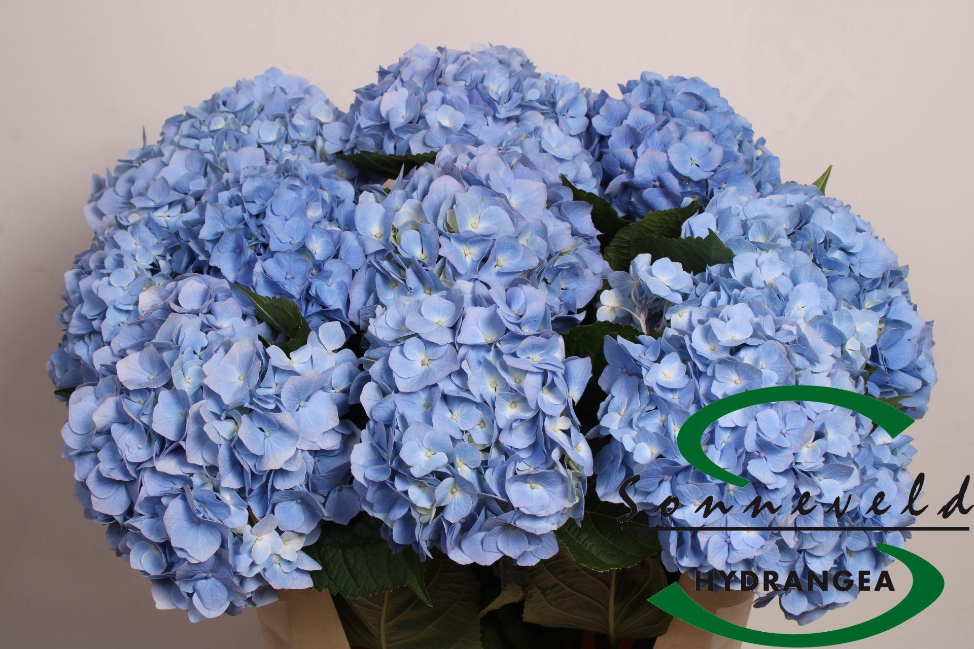 Срезанные цветы оптом Hydrangea hilde moorhof от 10шт из Голландии с доставкой по России