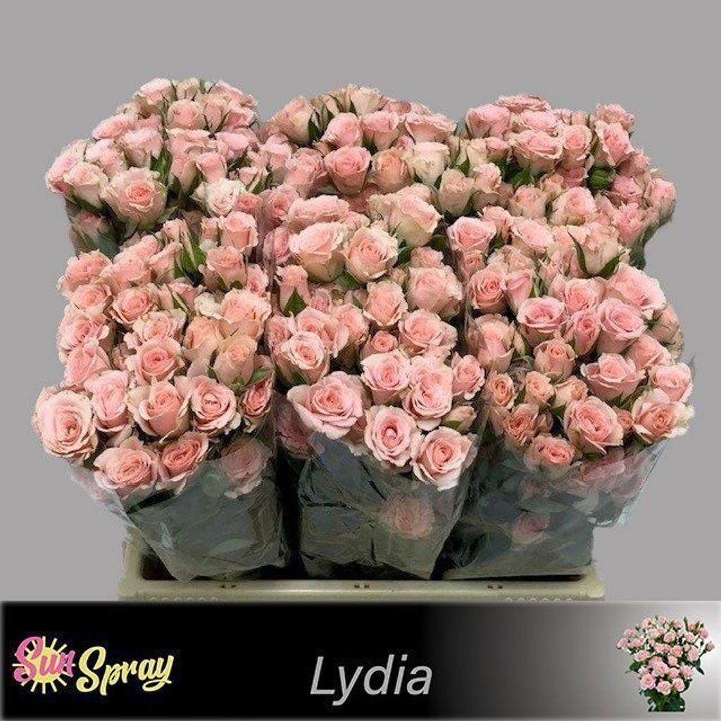 Срезанные цветы оптом Rosa spray lydia от 60шт. из Голландии с доставкой по России