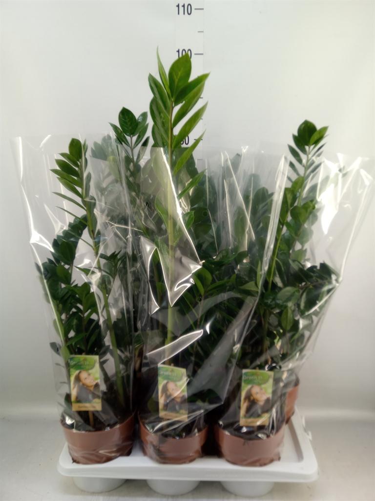Горшечные цветы и растения оптом Zamioculcas Zamiifolia от 6шт из Голландии с доставкой по России