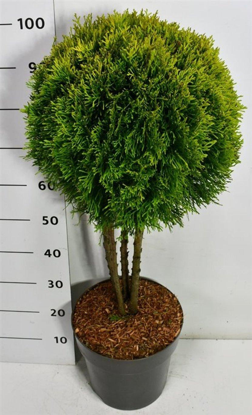 Горшечные цветы и растения оптом Thuja Occ Golden Smaragd от 1шт из Голландии с доставкой по России