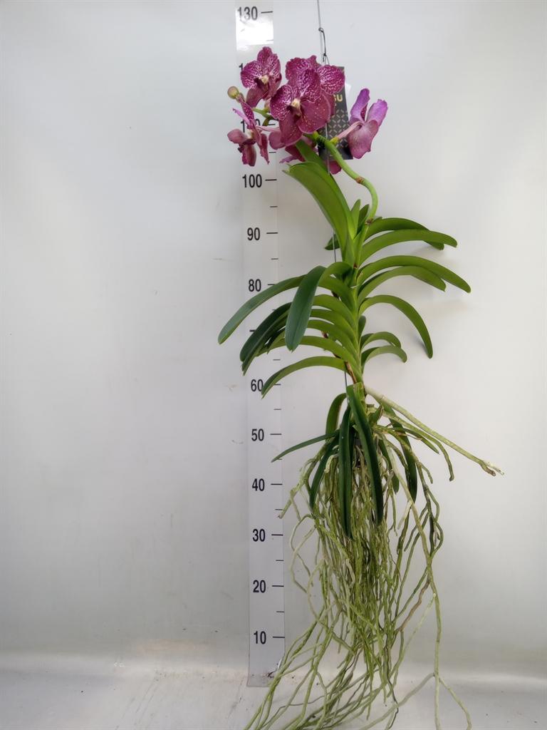 Горшечные цветы и растения оптом Vanda Hybrids от 1шт из Голландии с доставкой по России