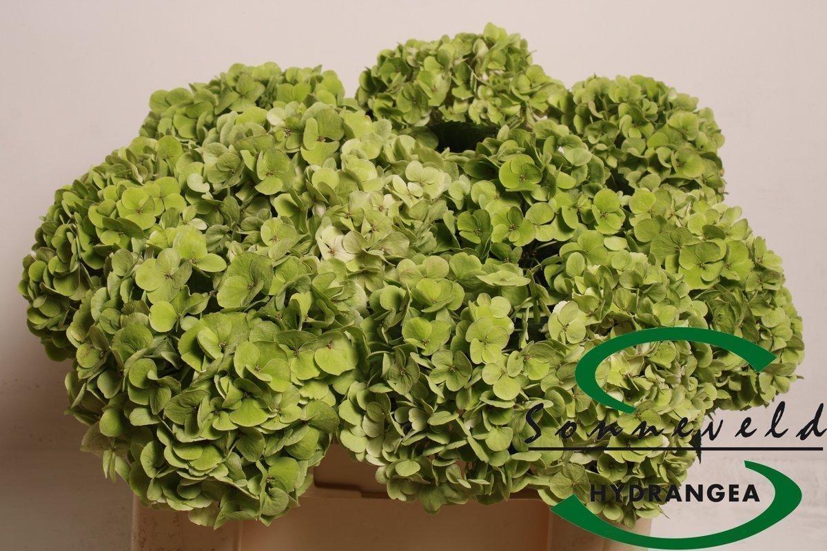 Срезанные цветы оптом Hydrangea maxia classic green от 10шт из Голландии с доставкой по России