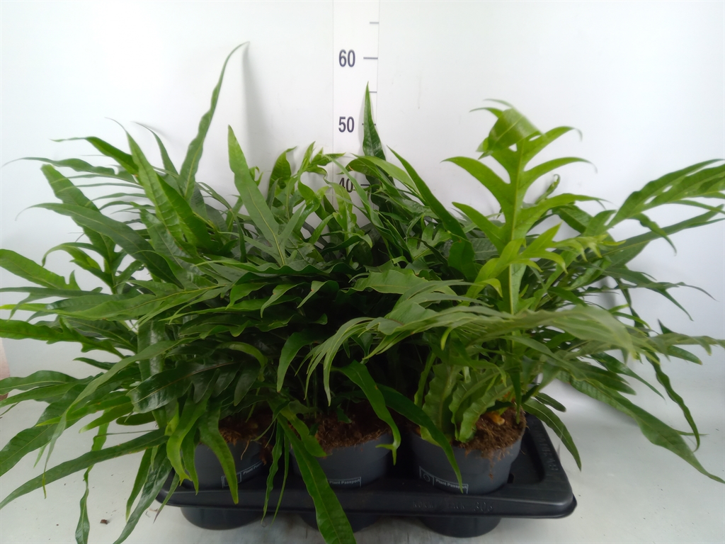 Горшечные цветы и растения оптом Aglaomorpha Coronans   ...juveniel от 6шт из Голландии с доставкой по России