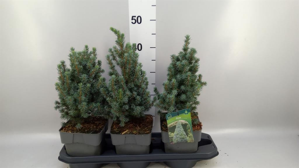 Горшечные цветы и растения оптом Picea Glauca sanders Blue от 3шт из Голландии с доставкой по России