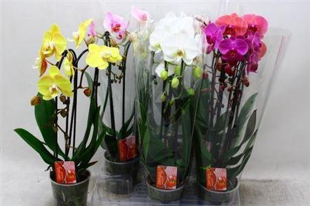 Горшечные цветы и растения оптом Phal Cascade 2 Tak Mix 16+ от 6шт из Голландии с доставкой по России