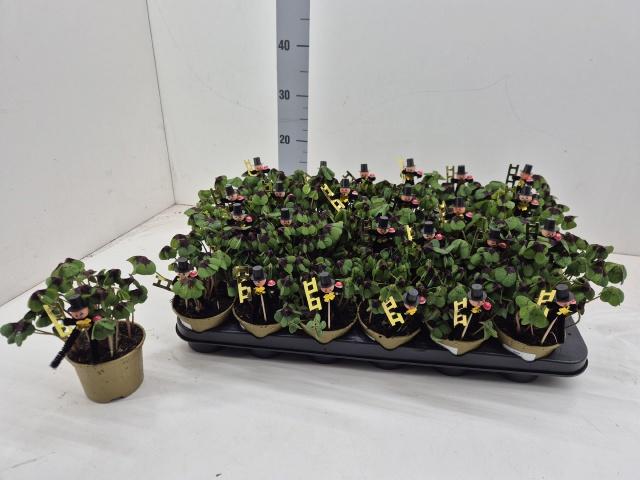 Горшечные цветы и растения оптом Oxalis Deppei от 24шт (для телеги) из Голландии с доставкой по России