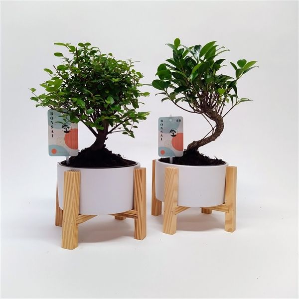 Горшечные цветы и растения оптом Bonsai Mix In Wooden Cross от 6шт из Голландии с доставкой по России