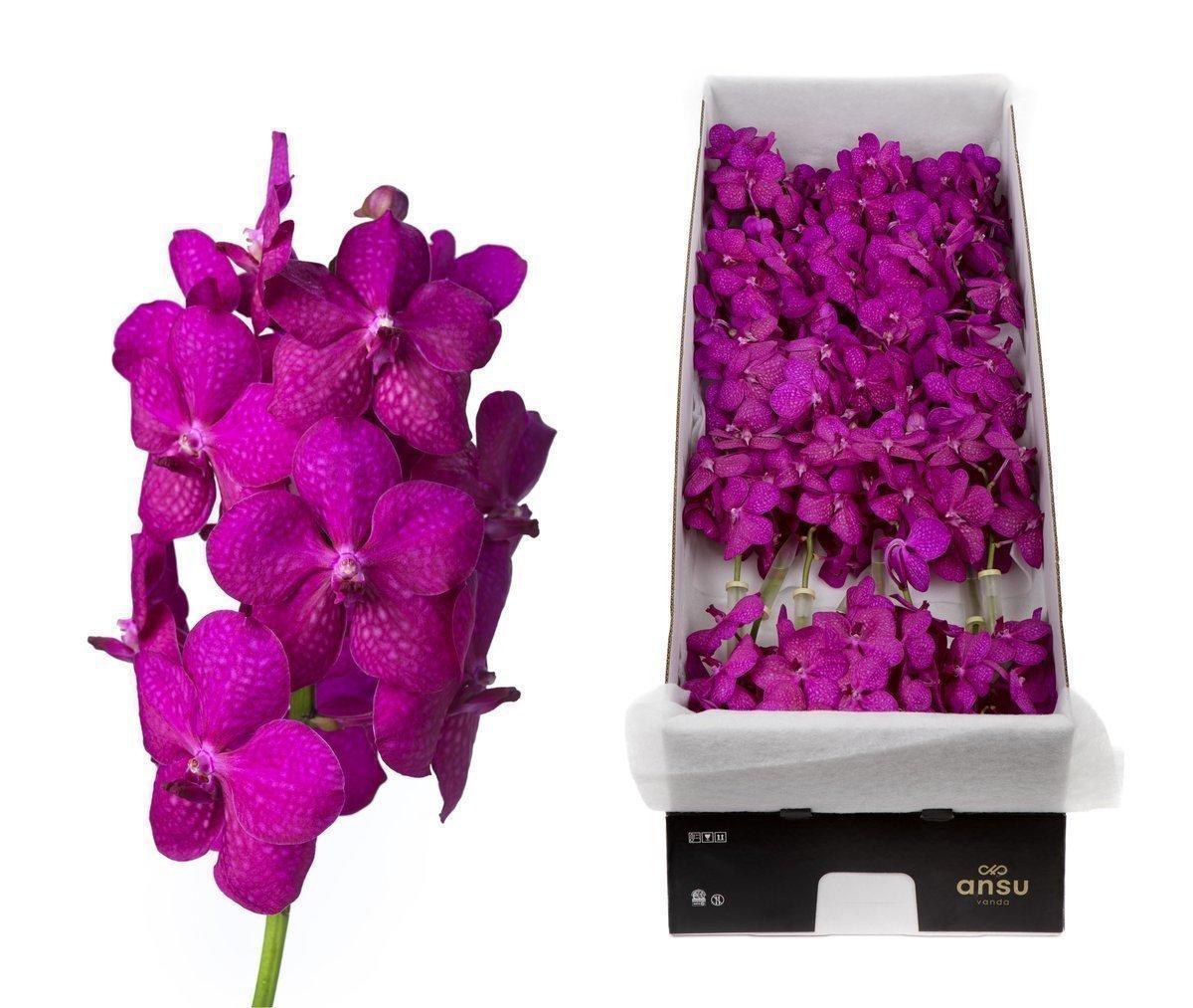 Срезанные цветы оптом Vanda tayanee cerise per stem от 20шт из Голландии с доставкой по России