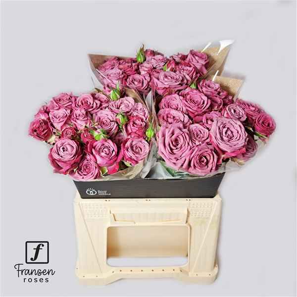 Срезанные цветы оптом Rosa sp purple queen от 20шт из Голландии с доставкой по России
