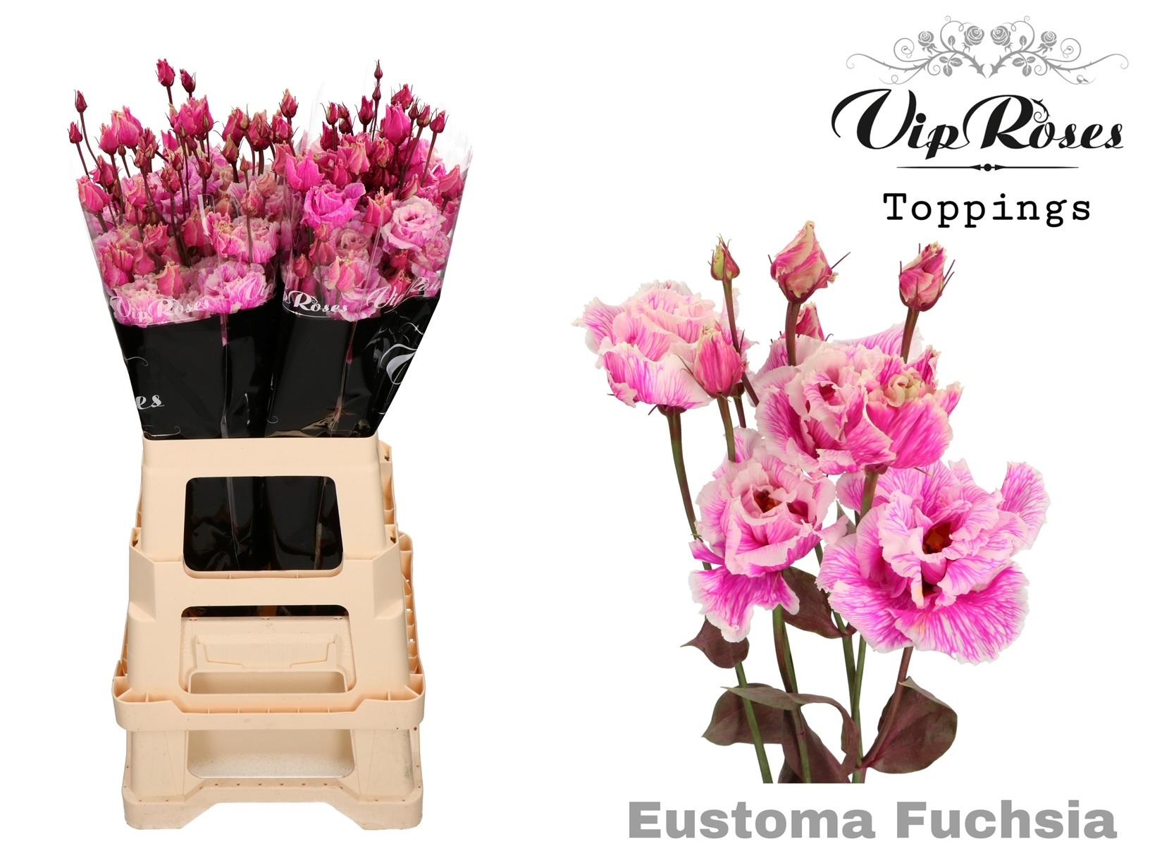 Срезанные цветы оптом Lisianthus do paint alissa fuchsia от 20шт. из Голландии с доставкой по России
