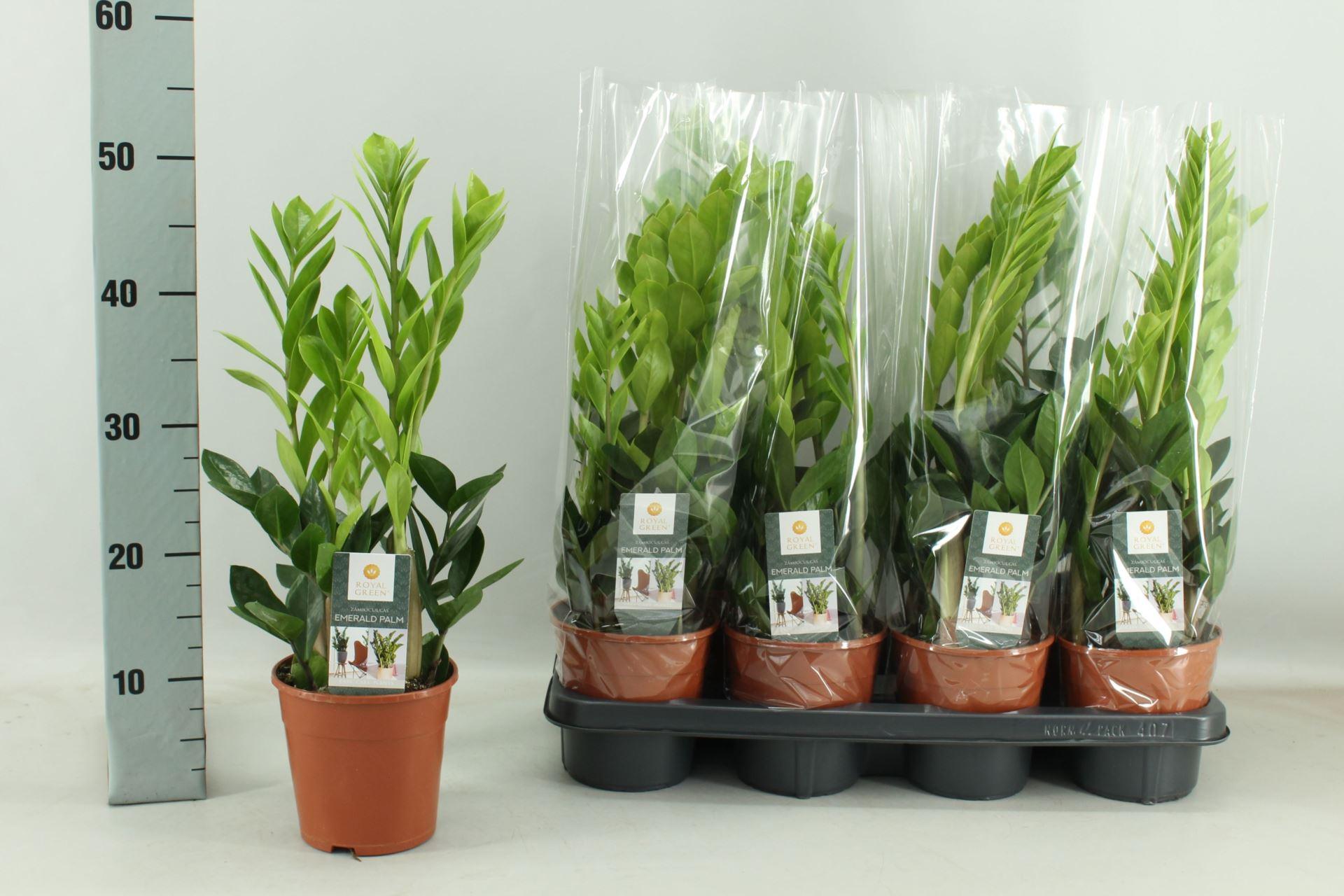 Горшечные цветы и растения оптом Zamioculcas Zamiifolia от 7шт из Голландии с доставкой по России