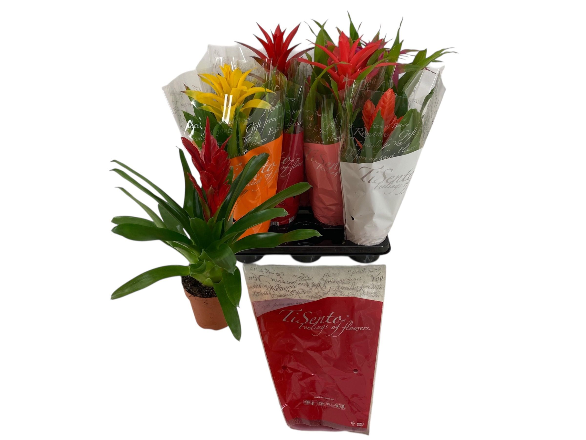 Горшечные цветы и растения оптом Guzm Gem от 8шт из Голландии с доставкой по России