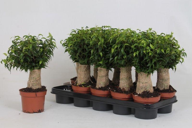 Горшечные цветы и растения оптом Fic Be Natasja от 10шт из Голландии с доставкой по России