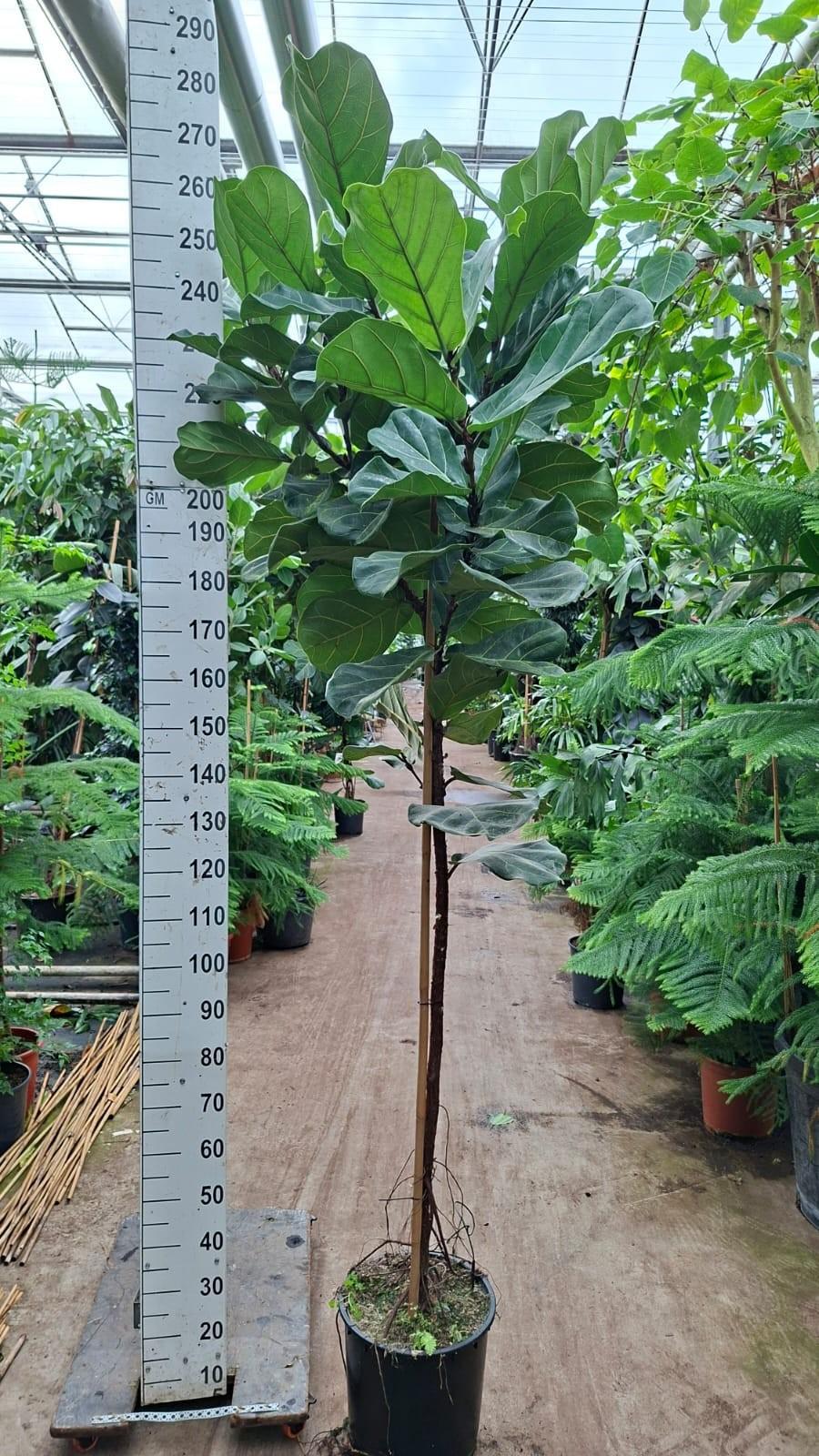 Горшечные цветы и растения оптом Ficus Lyrata Stam от 1шт из Голландии с доставкой по России