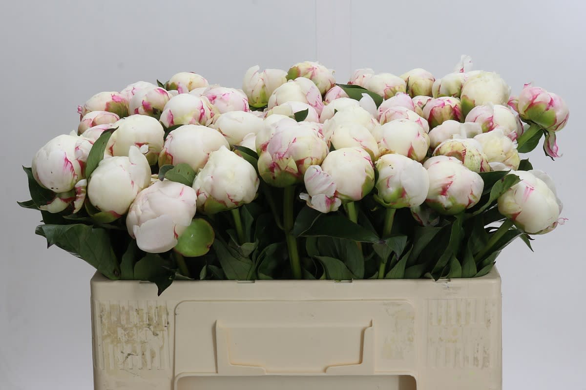 Срезанные цветы оптом Paeonia mary e nicholls от 60шт из Голландии с доставкой по России