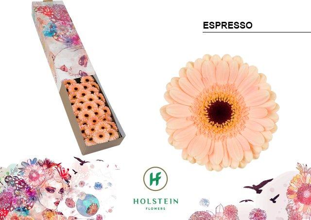 Срезанные цветы оптом Germini espresso от 30шт. из Голландии с доставкой по России