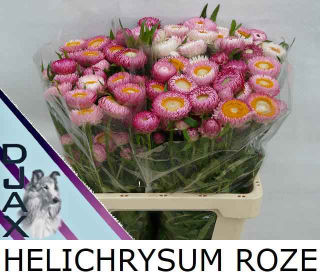 Срезанные цветы оптом Helichrysum pink от 60шт из Голландии с доставкой по России